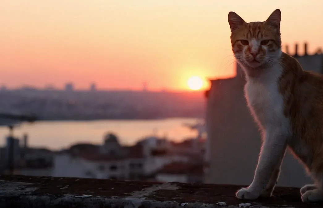 Кадр 3 из Королівство котів